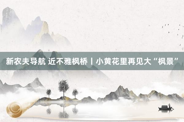 新农夫导航 近不雅枫桥丨小黄花里再见大“枫景”