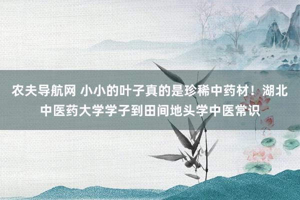 农夫导航网 小小的叶子真的是珍稀中药材！湖北中医药大学学子到田间地头学中医常识