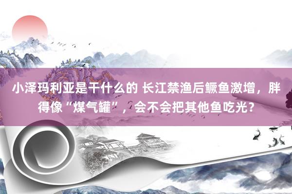 小泽玛利亚是干什么的 长江禁渔后鳜鱼激增，胖得像“煤气罐”，会不会把其他鱼吃光？
