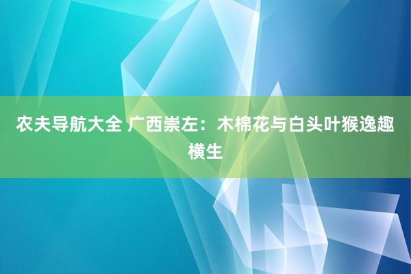农夫导航大全 广西崇左：木棉花与白头叶猴逸趣横生