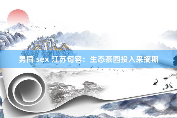 男同 sex 江苏句容：生态茶园投入采摘期